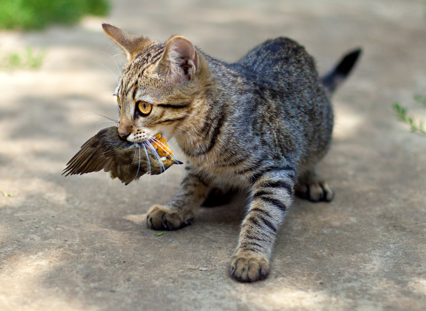 Cats: INVASIVE SPECIES